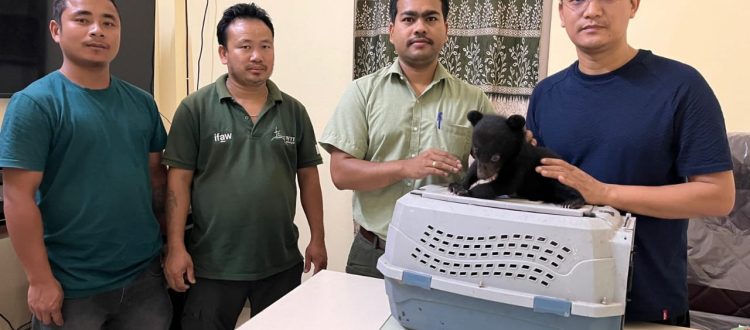 Asiatic black bear cub handed over to CBRC