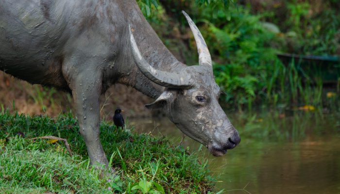 Asiatic water buffalo