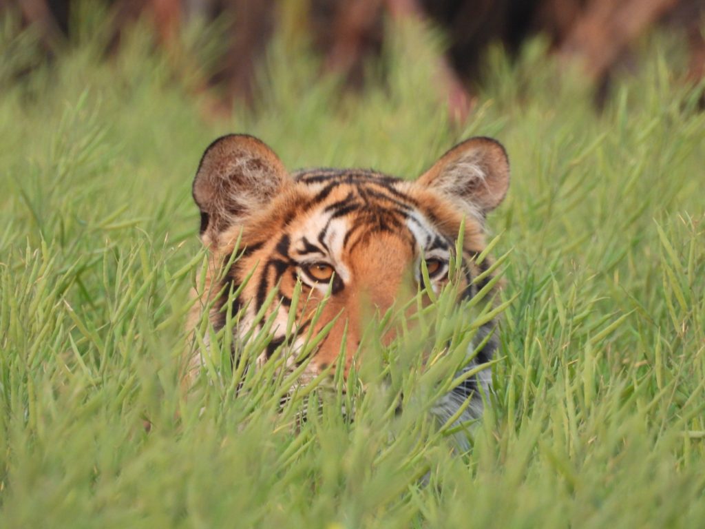 Tigers in Pilibhit