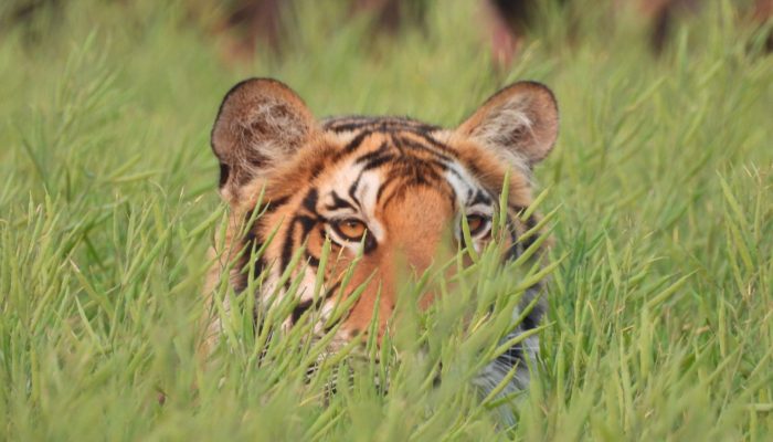 Tigers in Pilibhit