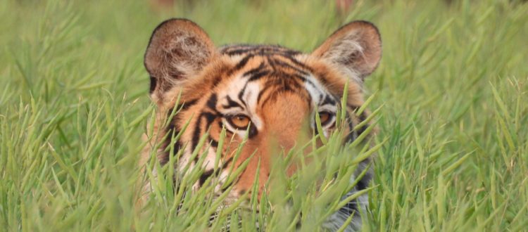 Tigers in Pilibhit