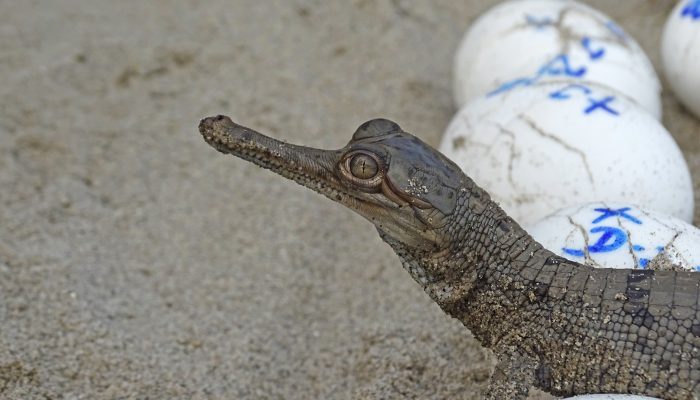 Gharial hatchling