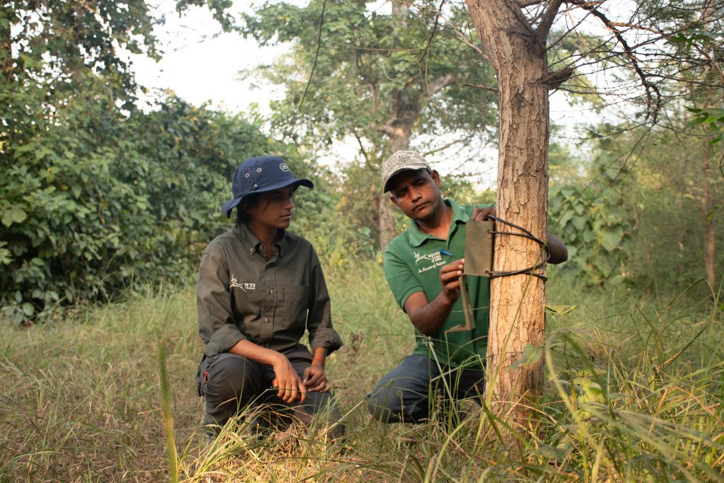 Tiger camera trapping