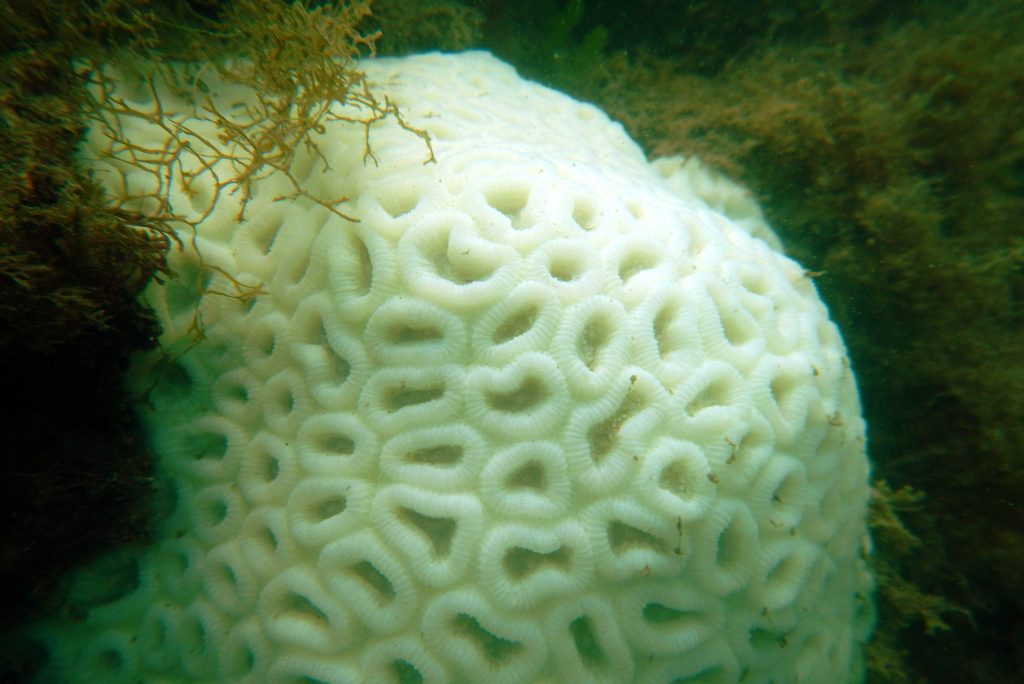 coral bleaching