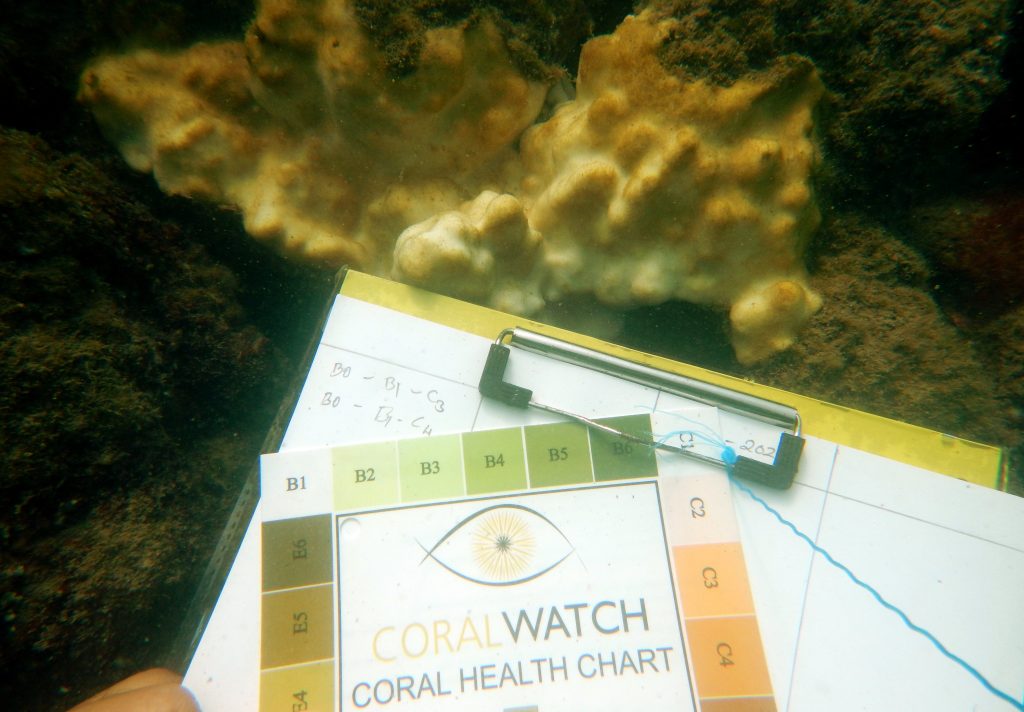 recording coral bleaching