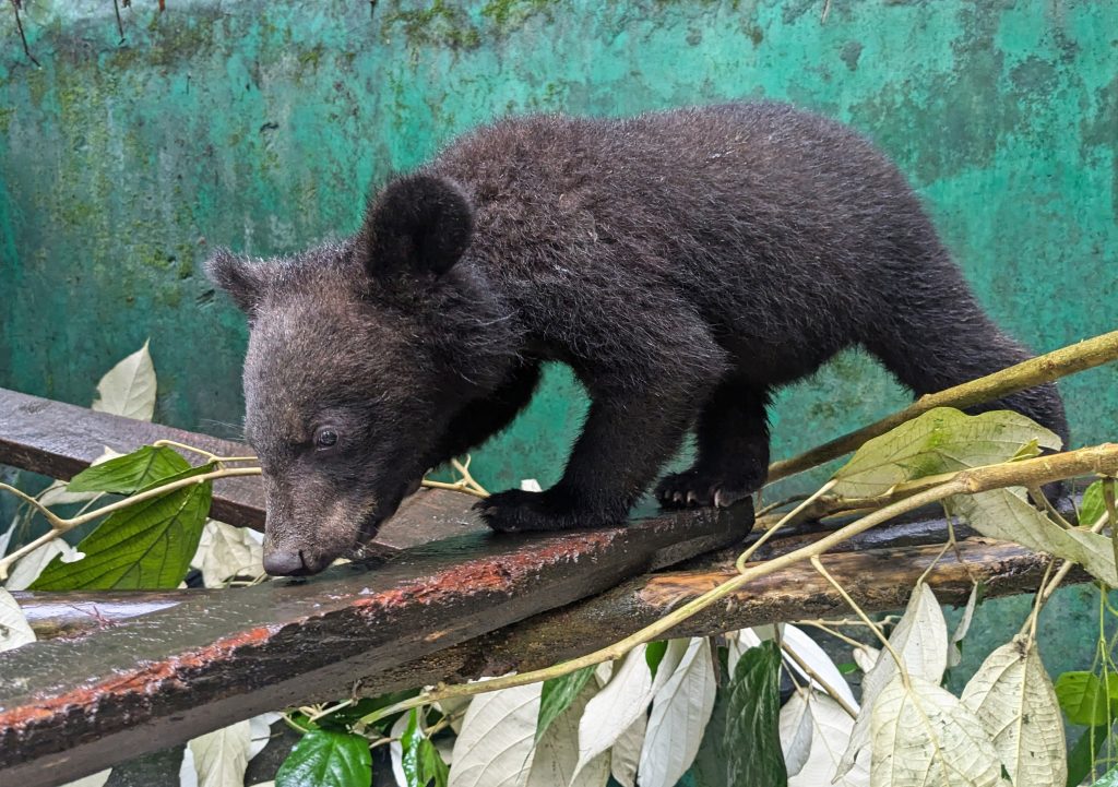 Asiatic Black Bear