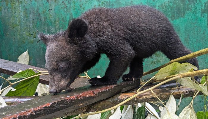 Asiatic Black Bear