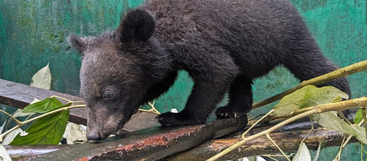 Asiatic Black Bear