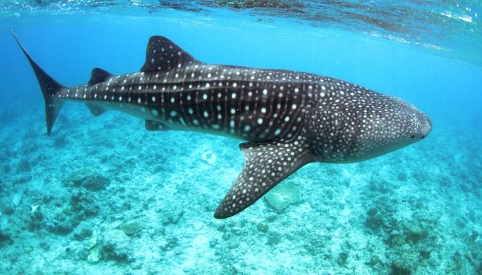 whale shark