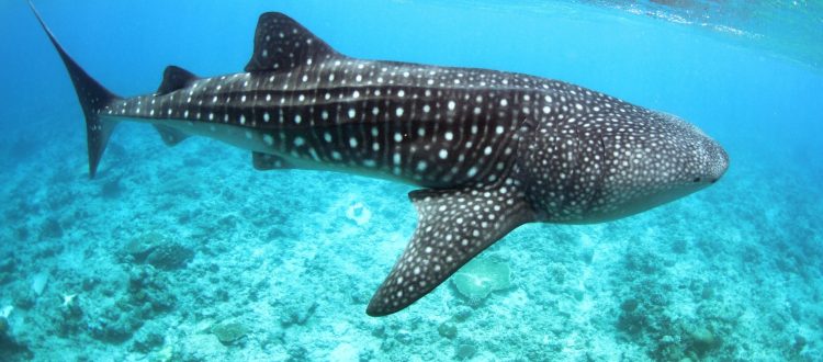 whale shark