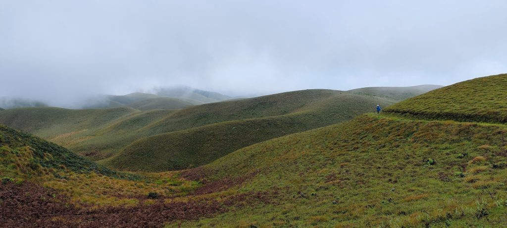 Frogs of Munnar