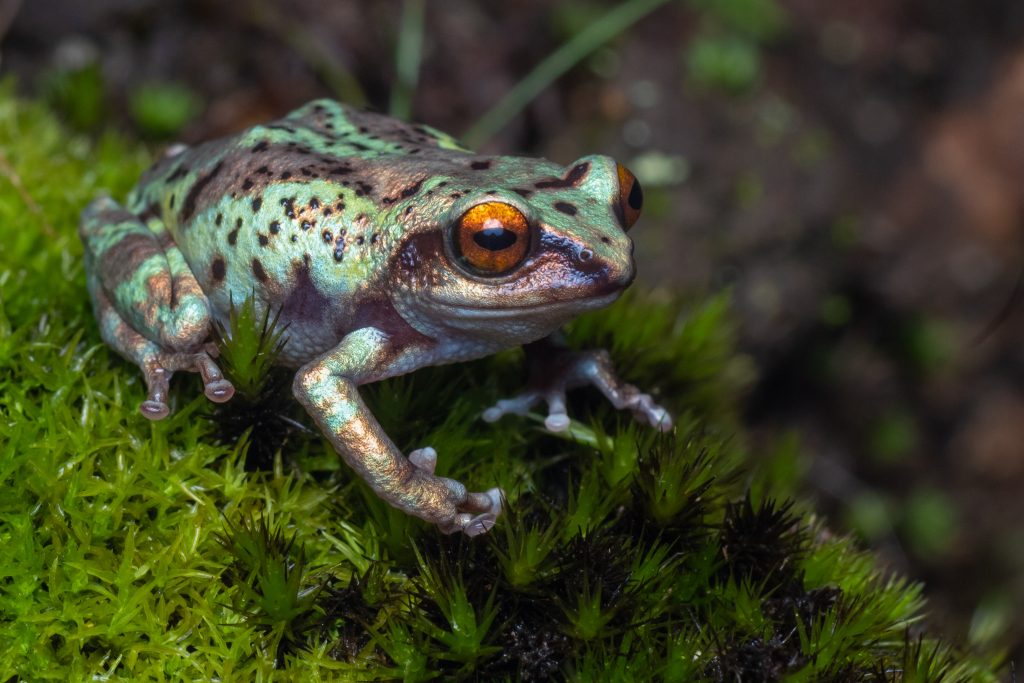 frogs of Munnar