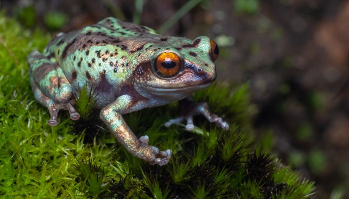 frogs of Munnar