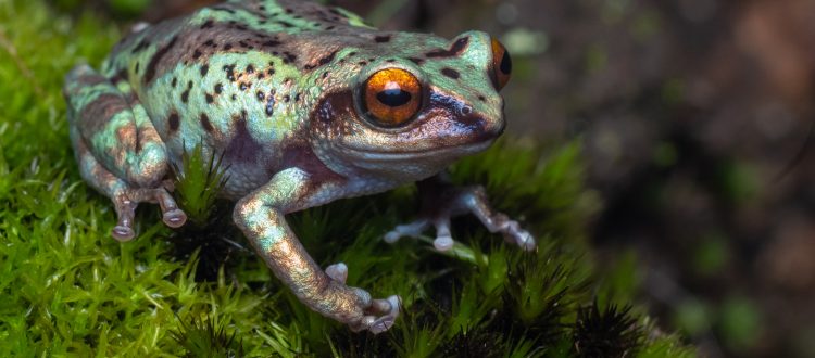 frogs of Munnar