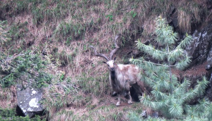 Markhor