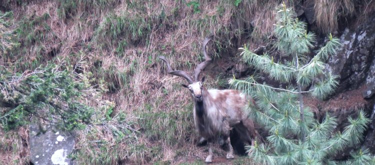 Markhor