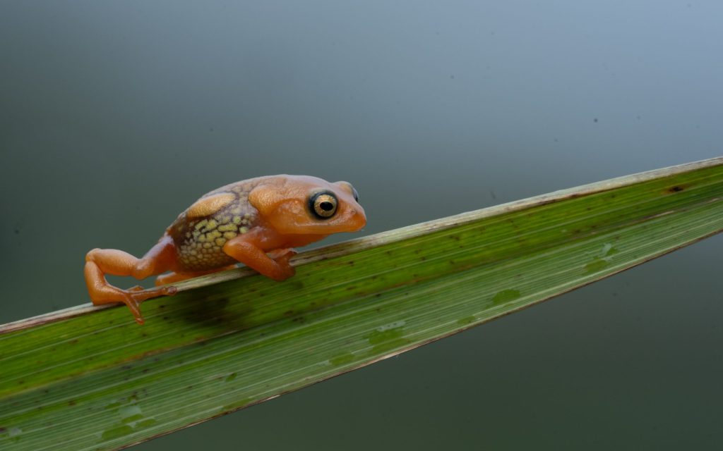 Frogs of Munnar