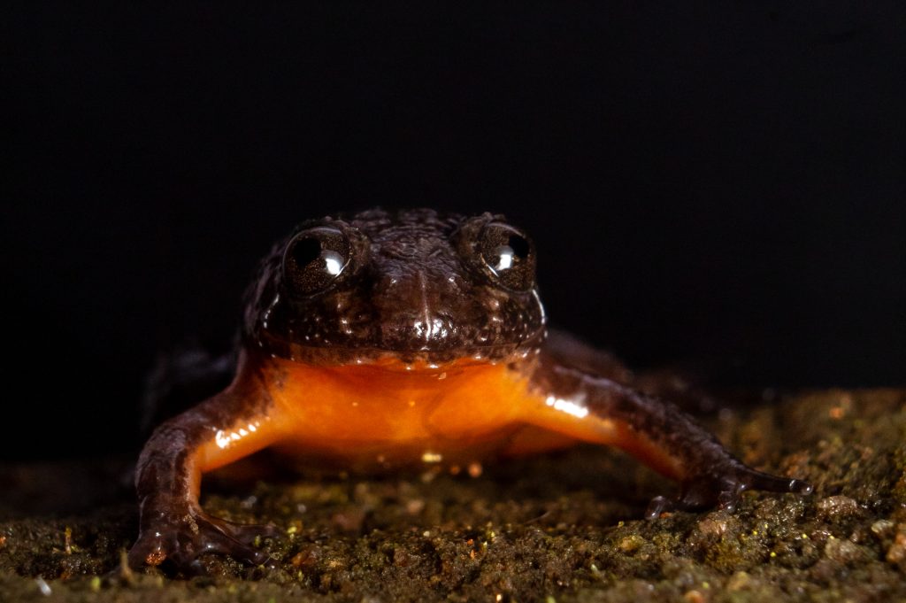 Frogs of Munnar