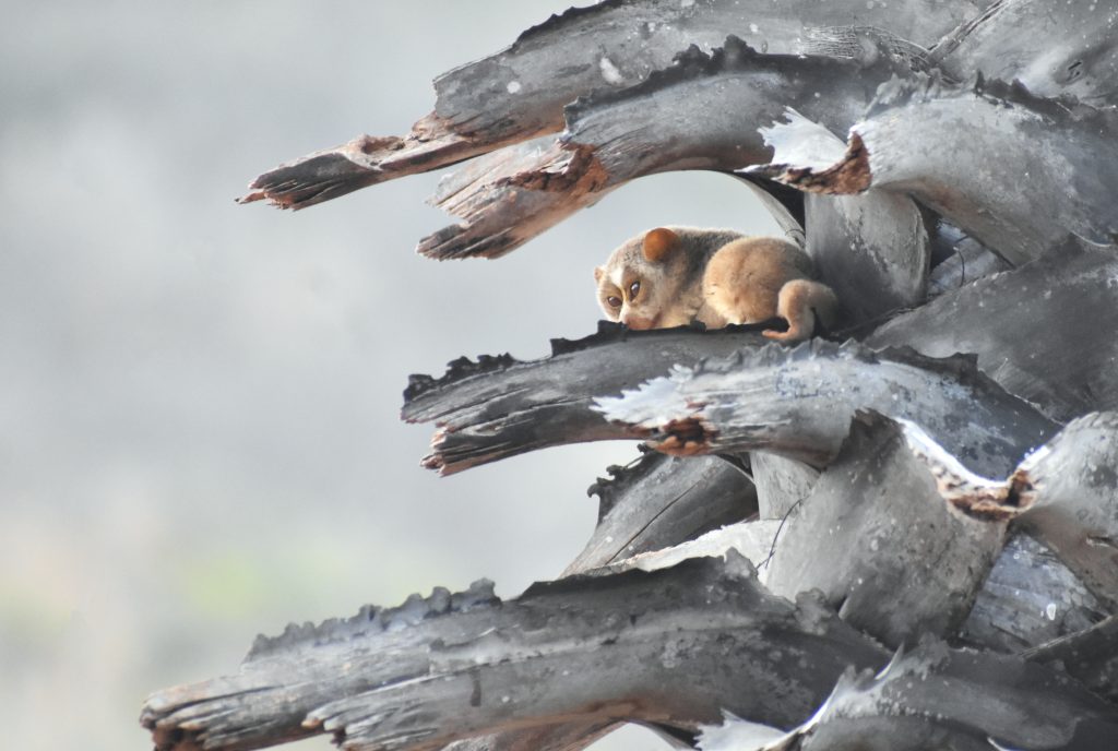 Slender loris