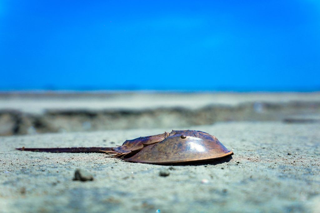 Horseshoe crab