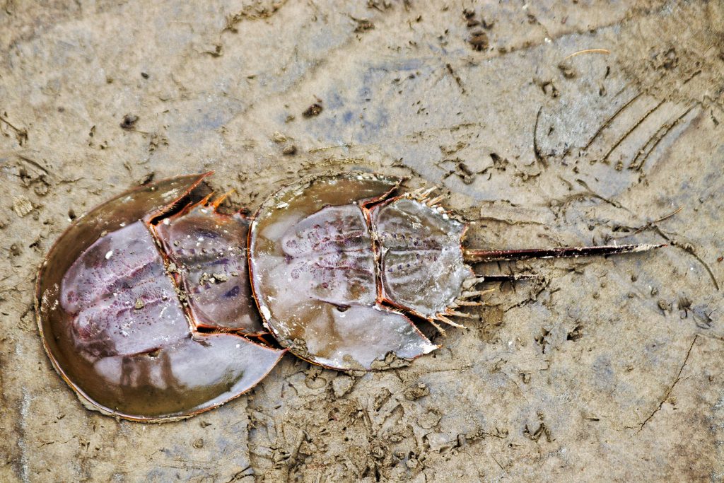 Horseshoe crab