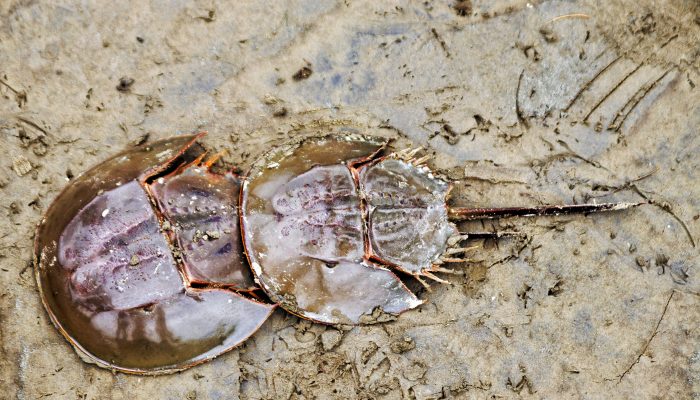 Horseshoe crab