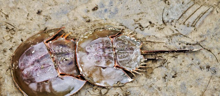 Horseshoe crab