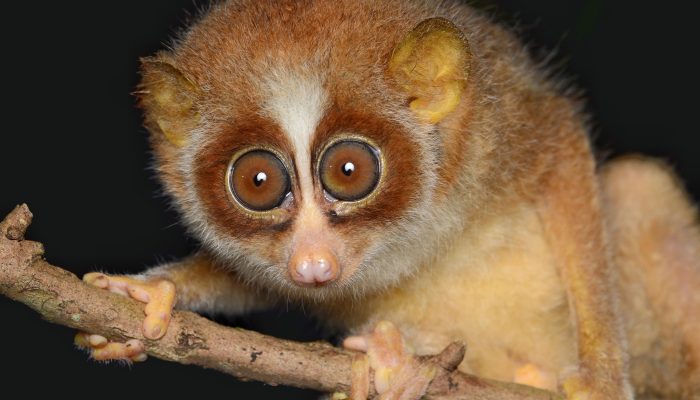 Slender Loris | Viswanath Gowda