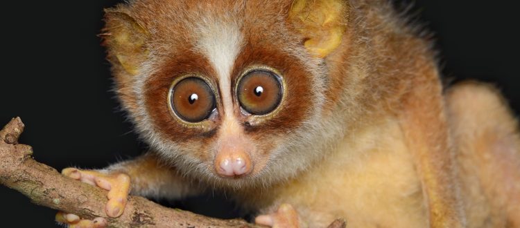 Slender Loris | Viswanath Gowda