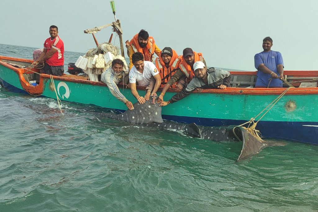 whale shark tagging