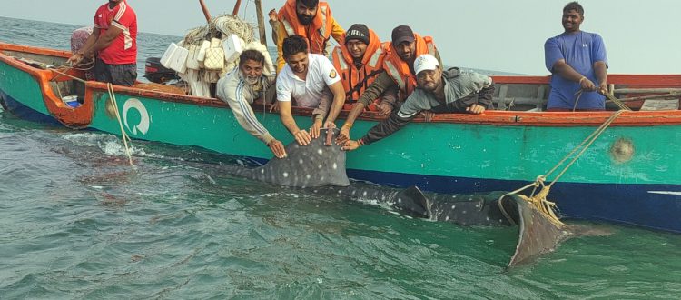 whale shark tagging