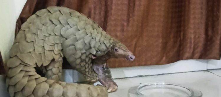 pangolin